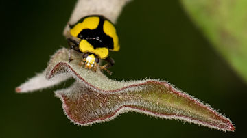 Wallpaper thumb: Fungus-eating Ladybird